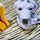 튼튼내이사랑치과의원 이미지