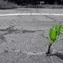 오비도스 이미지