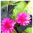 통나무산장 이미지