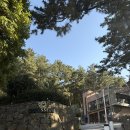 민오름 | 제주공항 근처 오름 민오름 제주 벚꽃 명소