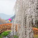 영산 만년교 이미지