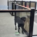 호텔스컴도그 화명점 이미지