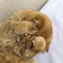 걸스원