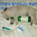 푸하하