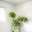 그린인테리어 홈가드닝 이미지