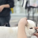 애견# 이미지