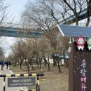 하동마을 | 하동매실거리(용답매화마을) 매화꽃 출사 후기