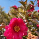 샌토스카페 이미지