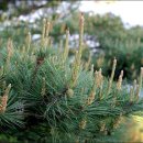 솔잎아래 이미지