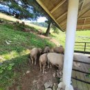 정선양떼목장 이미지