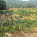 부영농장3 이미지