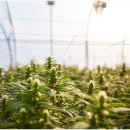 대마상사 이미지