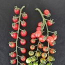 나이스토마토 이미지