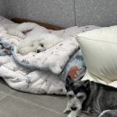 위런한방재활동물병원 이미지