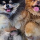 러블릿캔넬 이미지