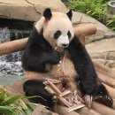 포 쿠치나 | 에버랜드 케데헌, 쿠치나 마리오 식당 후기, 쌍둥이 판다 안내