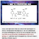 젊어지는 영양제 NMN은 뭐지? 난임에도 효과가 좋다길래 구입한 후기, NMN판매금지 시장 반응