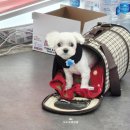 오도DOG 펫살롱 이미지