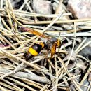 양지로8C 이미지