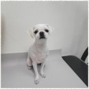 애견미용실 이미지