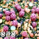 관용농장 이미지