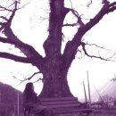 나무의꿈 이미지