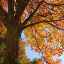 청주가로수길 이미지