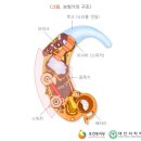 벨톤보청기 중랑지사 이미지