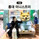 씨제이올리브영(주) 동교동점 | 홍대 놀거리 팝업스토어 이니스프리 뚱시바 올리브영 홍대타운 레티놀 시카 흔적 앰플