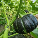 정솔농장 이미지