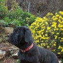 꽃보다 강쥐 이미지