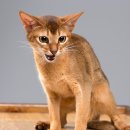 강북24시 N동물의료센터 이미지