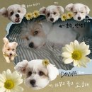 도나(DONNA)