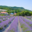 라벤더 까페 이미지