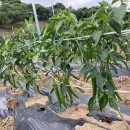 현국농장 이미지