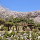 SK BROADBAND 개방화장실 | sk인천석유화학 벚꽃동산 개방 첫날 방문 솔직 후기