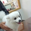 서울한빛동물병원 이미지