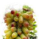 온새미로 이미지