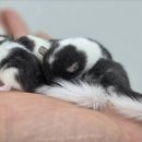 펫엔글라이더본점&로던트클럽 광주 네이버블로그
