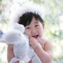 레몬트리 이미지