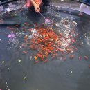 경춘목장 | 아기랑 주말에 가볼 만한 곳/ 갈매신도시 수풀림 아쿠아카페(내돈내산)