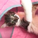 달진상회(살롱드캣) 이미지