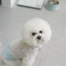 메모리펫살롱 이미지