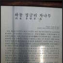 하동 화개면 정금리 도심다원 차나무(2011.04.23) 이미지