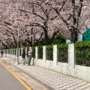 부산시티투어(협) | 부산 시티투어버스 벚꽃명소 방문 후기 엄마랑 부산여행