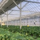 매지밀 딸기농장 이미지