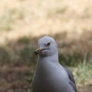 초원갈매기 이미지