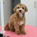 AOW(아오와) 이미지