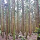 곶자왈칼국수 이미지