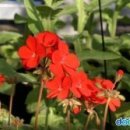 제라늄[ scarlet Geranium, malva ] 이미지